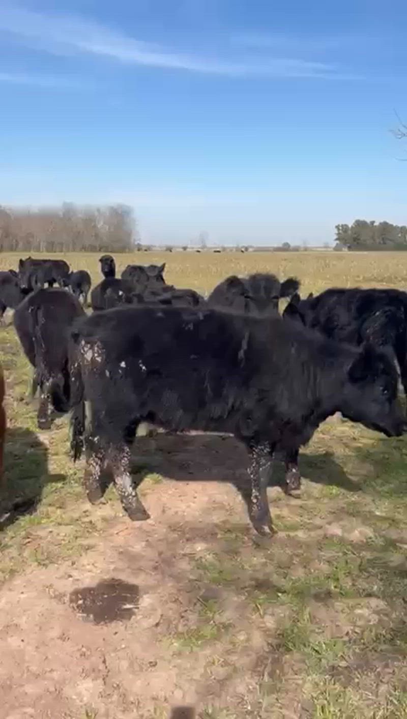 50 Terneros y Terneras