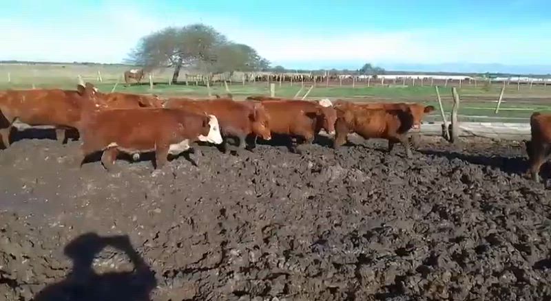 65 Terneros
