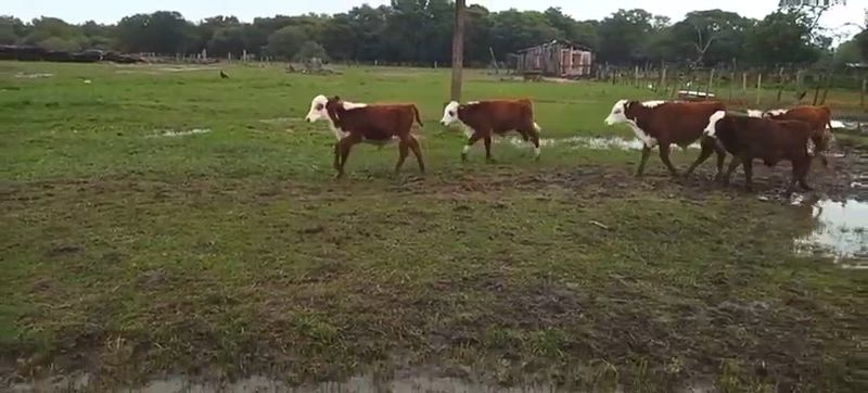 130 Terneros y Terneras