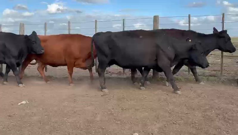 25 Vacas CUT Preñadas