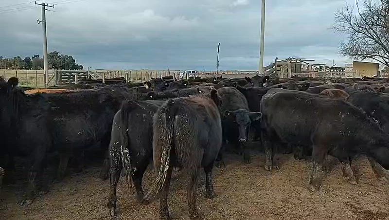 80 Vaquillonas Preñadas