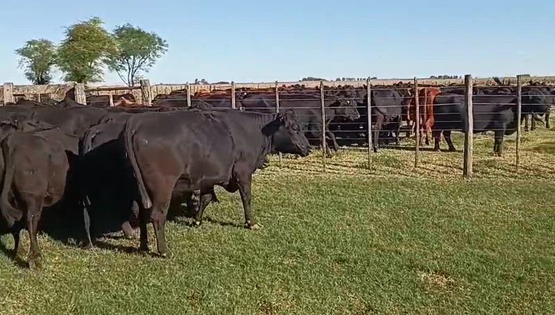 20 Vacas preñadas