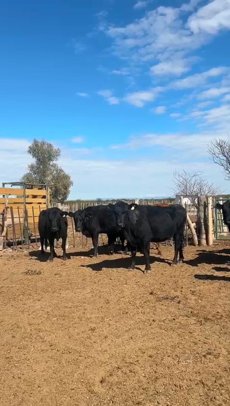 35 Vacas preñadas
