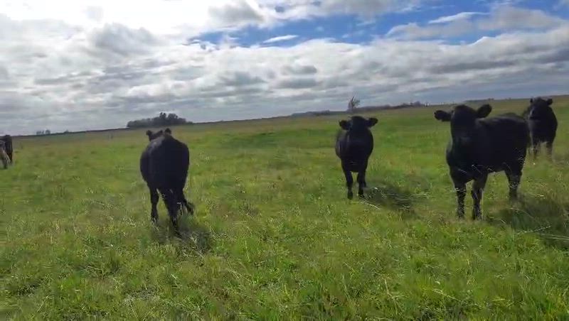 45 Novillitos y Vaquillonas