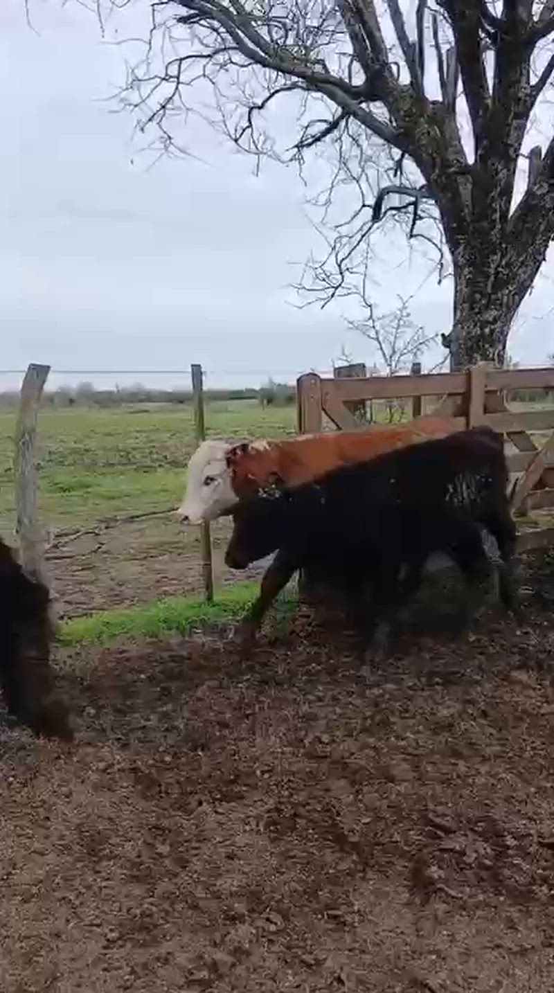 75 Terneros y Terneras