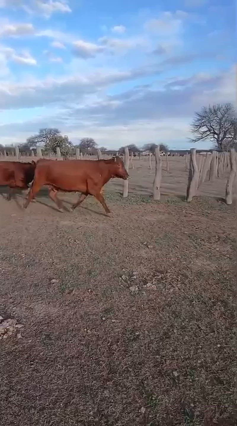 60 Vacas preñadas