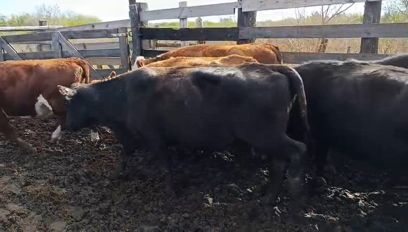 30 Vacas CUT Preñadas