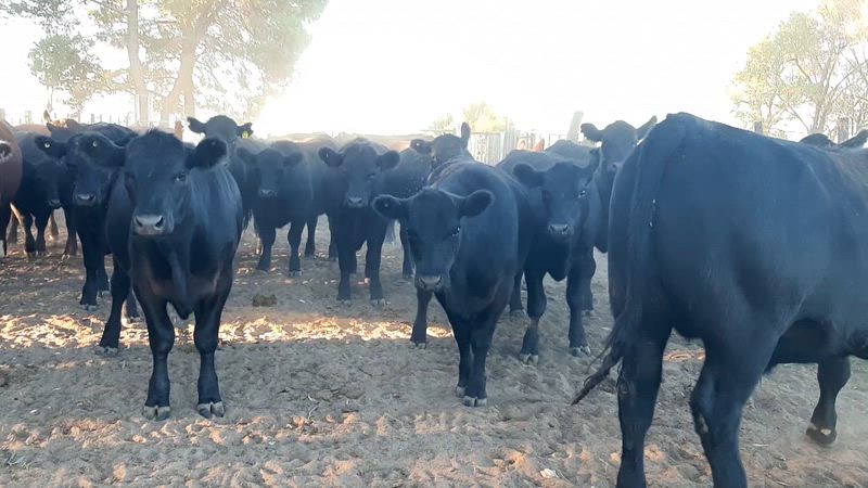 80 Novillitos y Vaquillonas