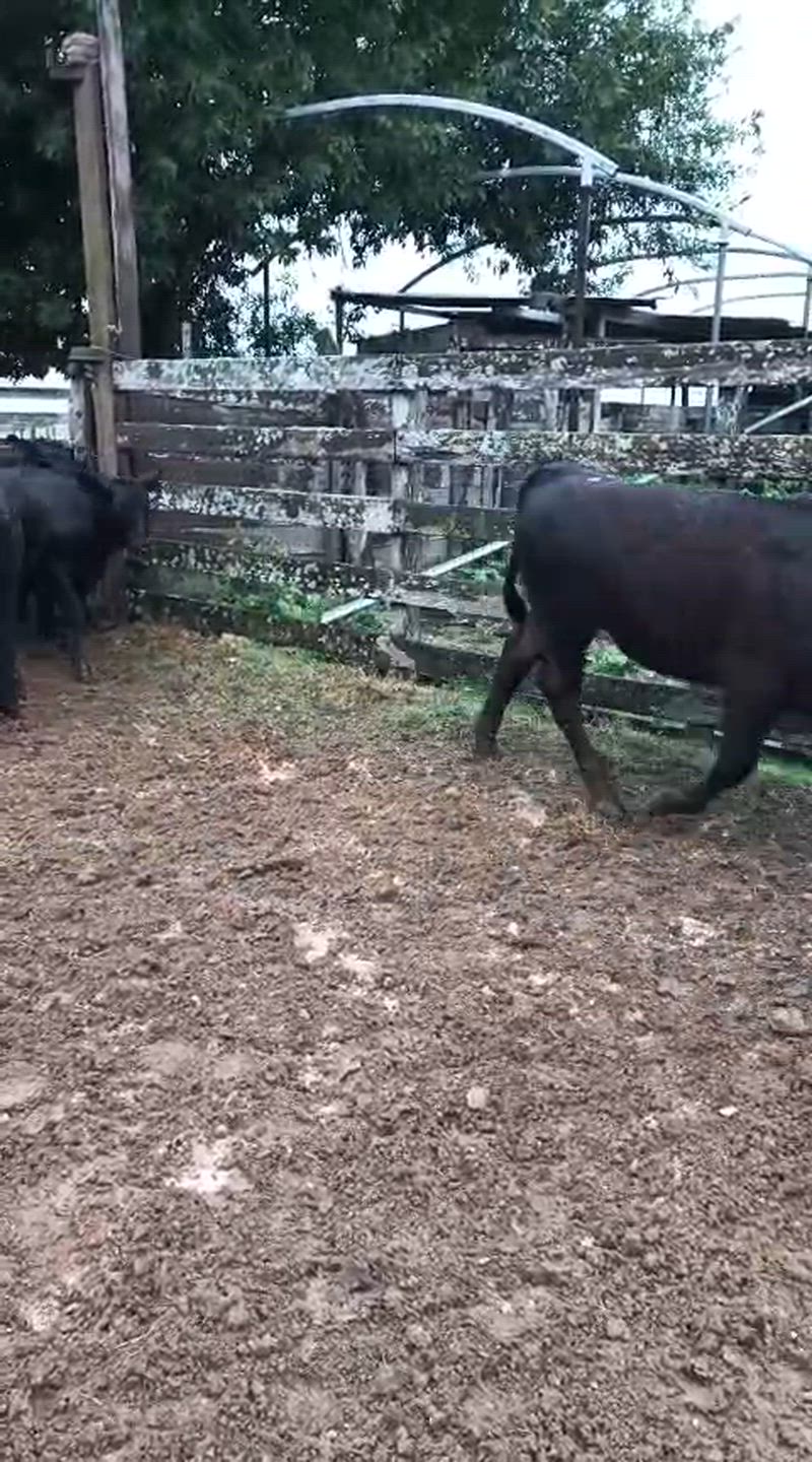 50 Terneros y Terneras