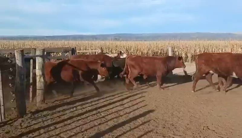 70 Terneros y Terneras