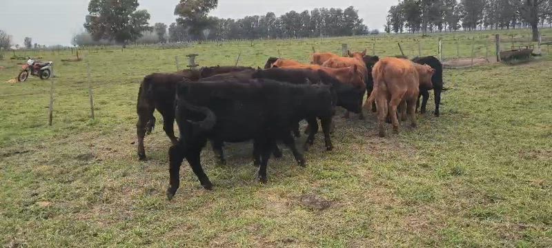 60 Terneros y Terneras