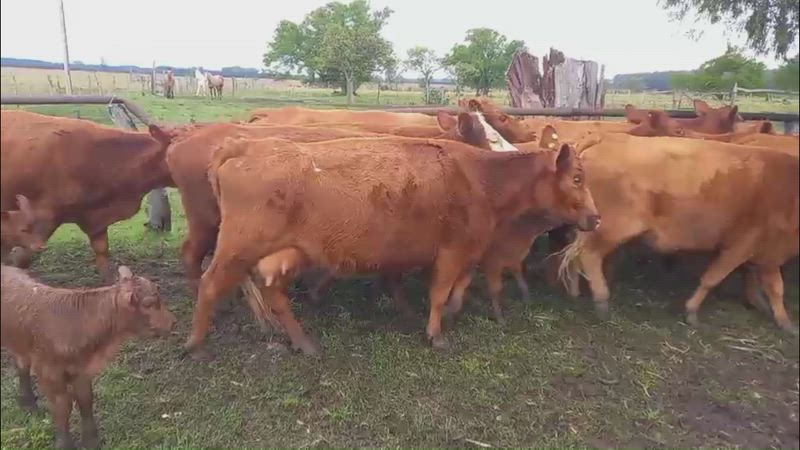 35 Vacas con cría