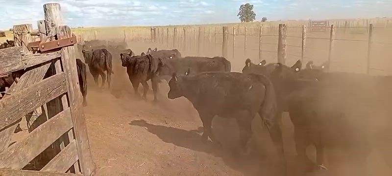 145 Terneros y Terneras