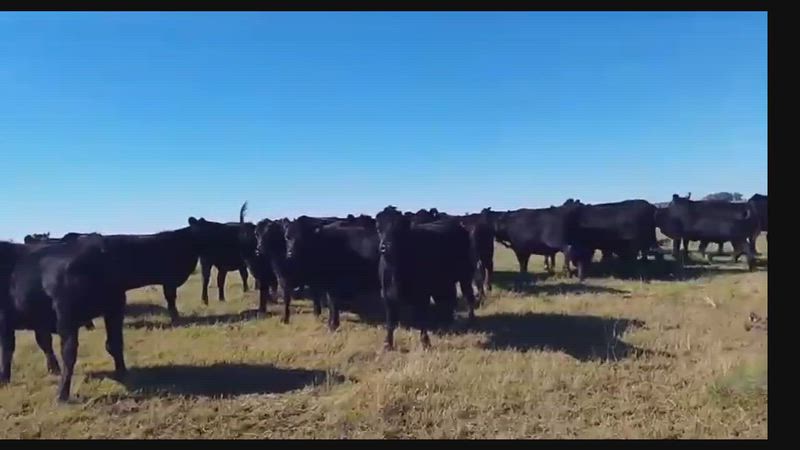 55 Vaquillonas Preñadas