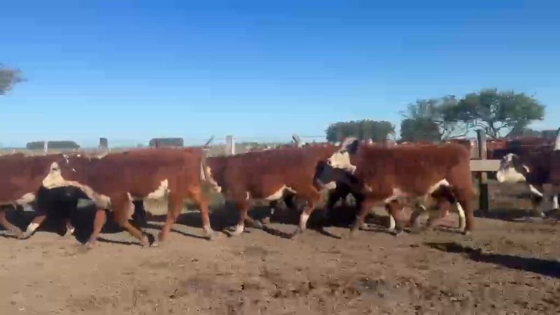 150 Terneros