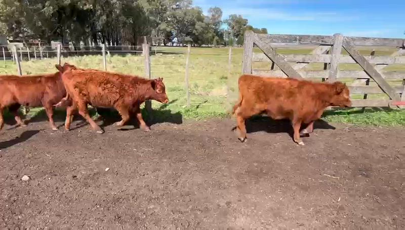 70 Terneros y Terneras