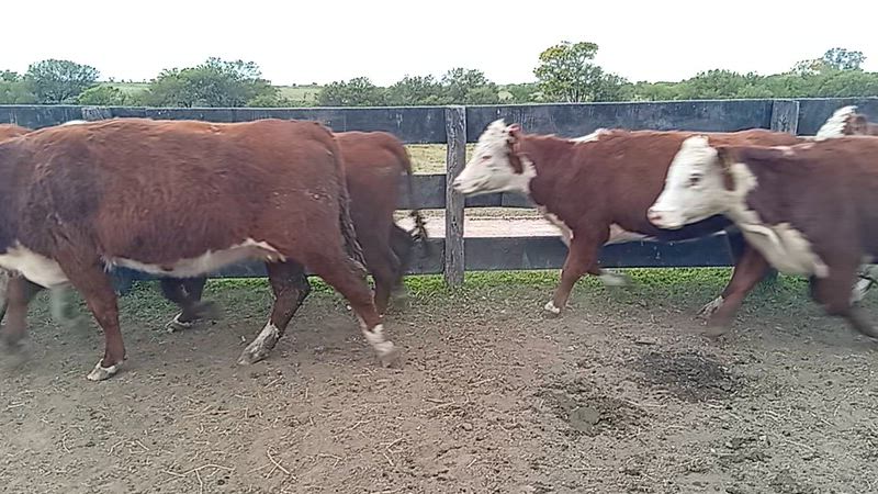 30 Vacas preñadas