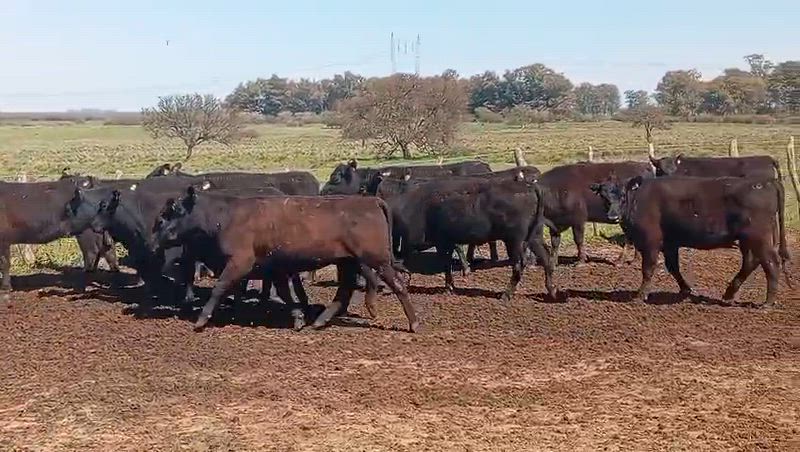 70 Vaquillonas Preñadas