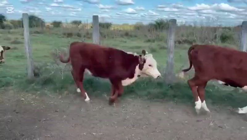 115 Terneros y Terneras