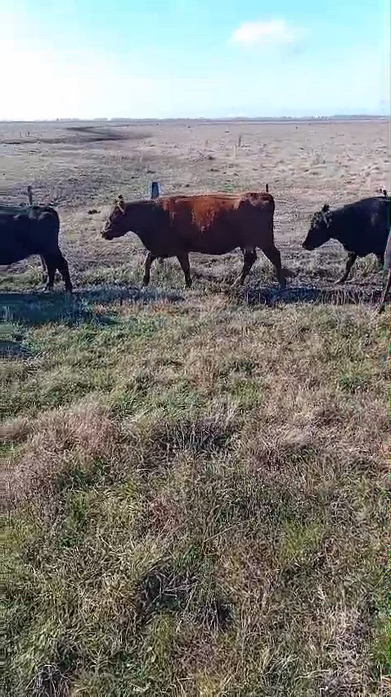 20 Vacas CUT Preñadas