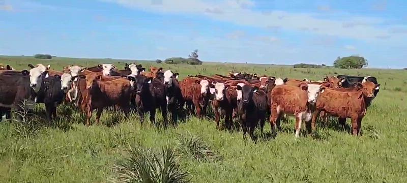 50 Terneros y Terneras