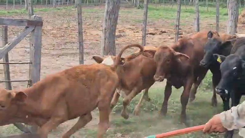 50 Terneros y Terneras