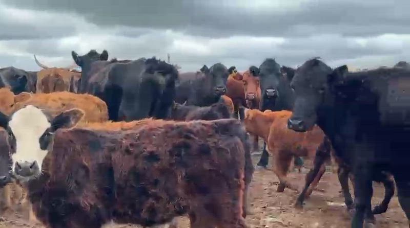 80 Vacas CUT con cría