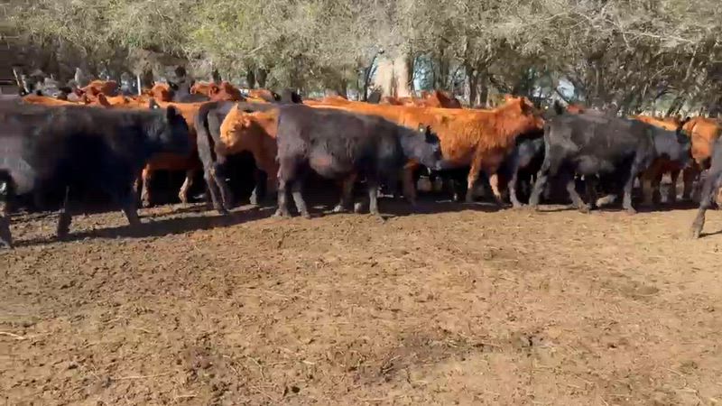 65 Vaquillonas para madre