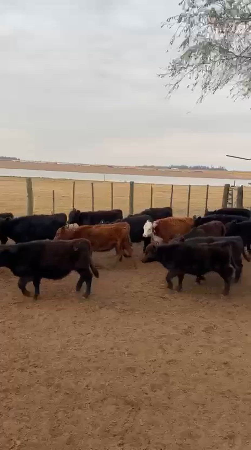 60 Terneras