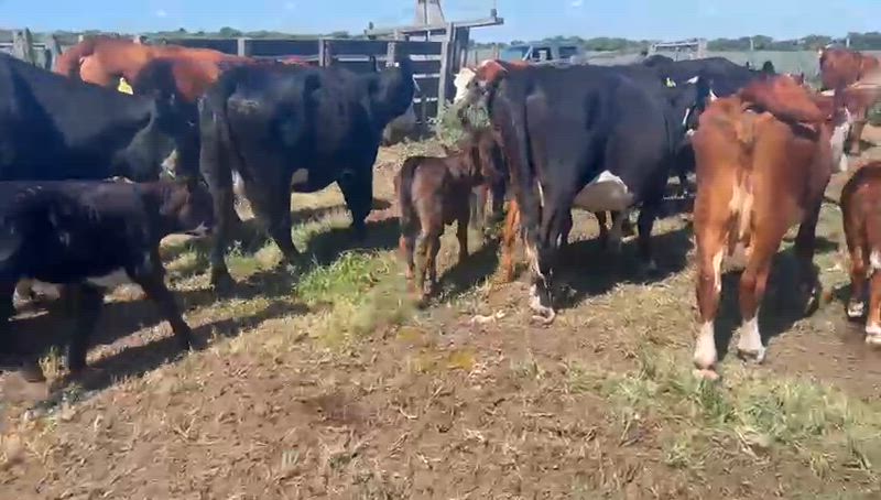 25 Vacas CUT con cría