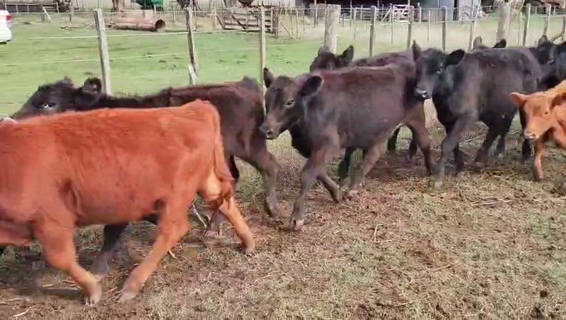 70 Terneros y Terneras