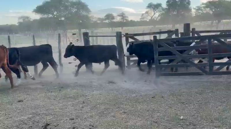 50 Terneros y Terneras