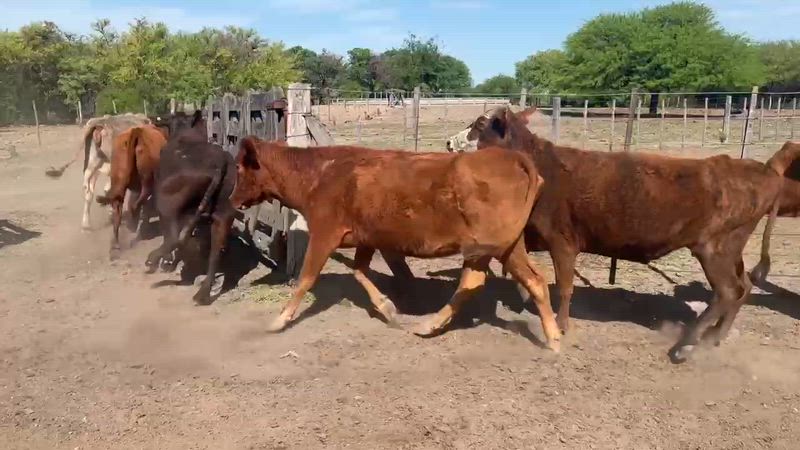 50 Vacas de invernada