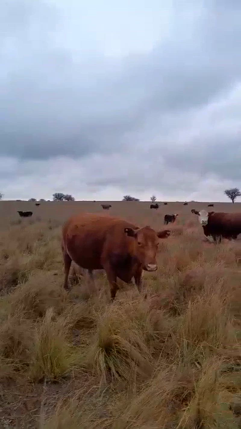 150 Vacas con cría