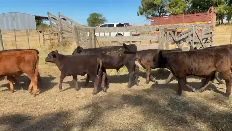 55 Terneros y Terneras