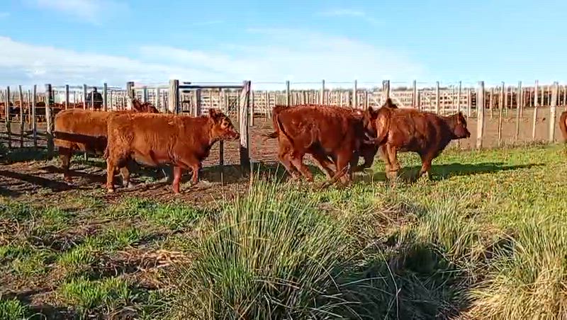 60 Vaquillonas para madre