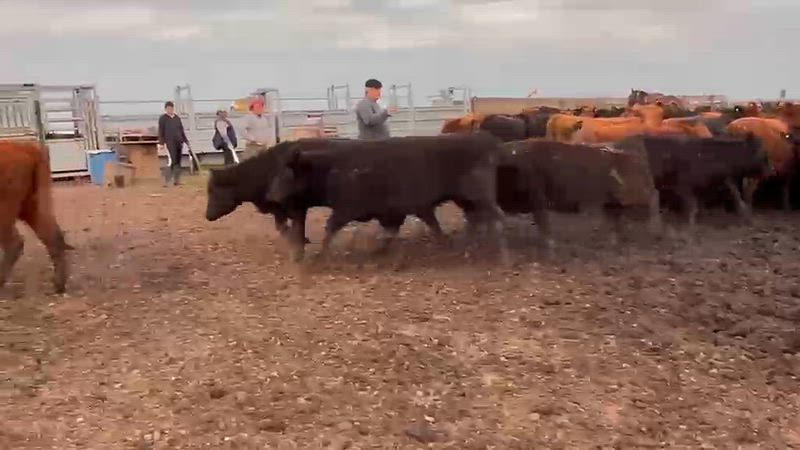 50 Vaquillonas para madre