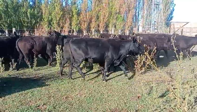 50 Vaquillonas Preñadas