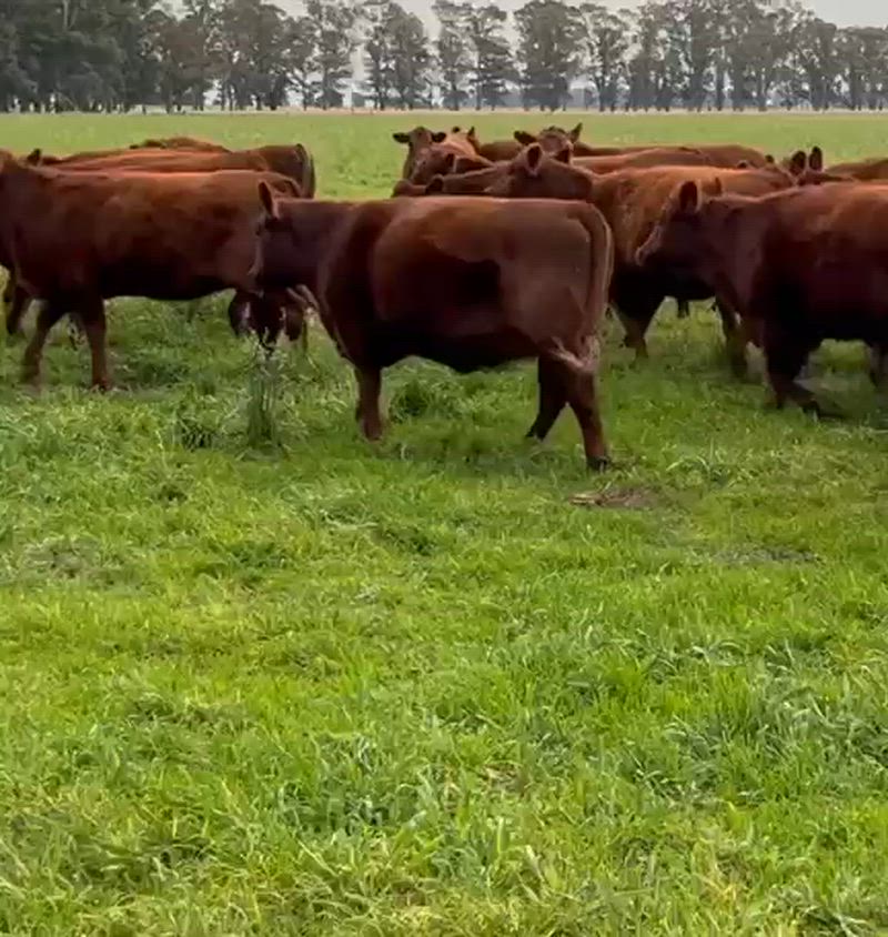 140 Vaquillonas Preñadas