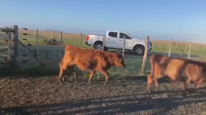 115 Terneros y Terneras