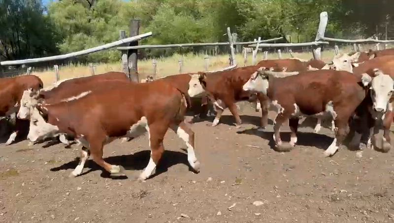 180 Terneros y Terneras