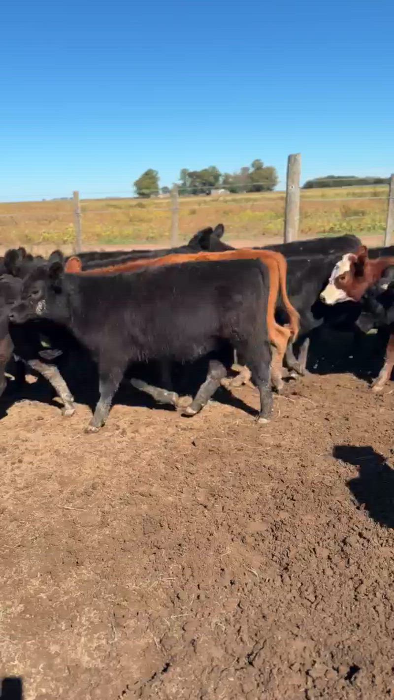 95 Terneros y Terneras