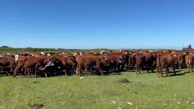 75 Novillitos