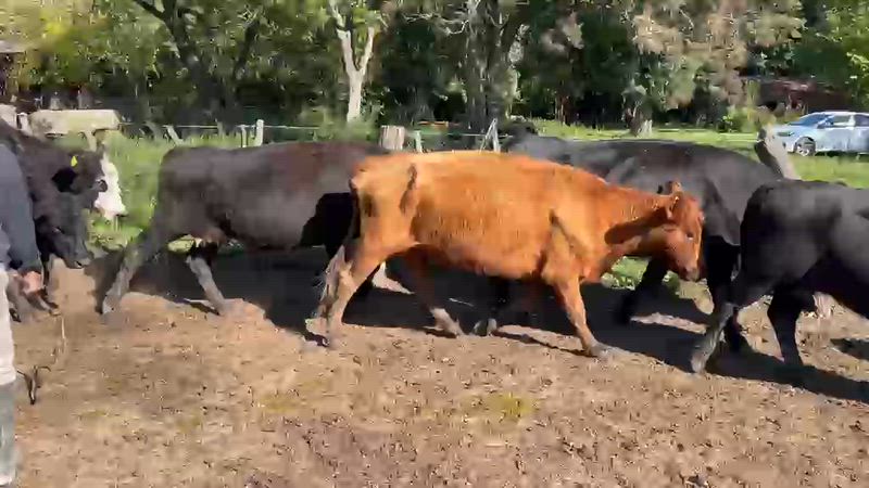 35 Vacas CUT Preñadas
