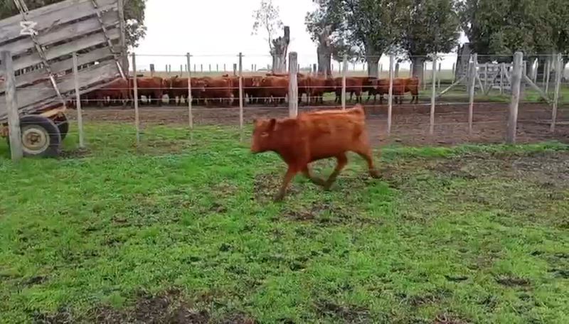 70 Terneros y Terneras
