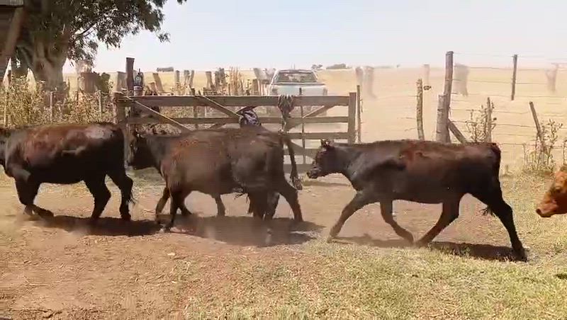 240 Terneros y Terneras