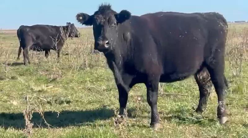 25 Vacas CUT Preñadas