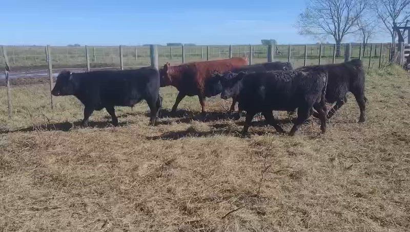 110 Terneros y Terneras