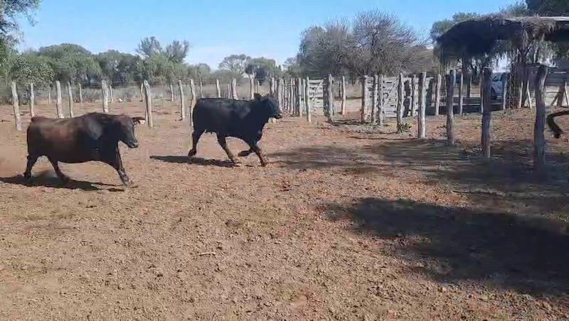100 Vacas preñadas