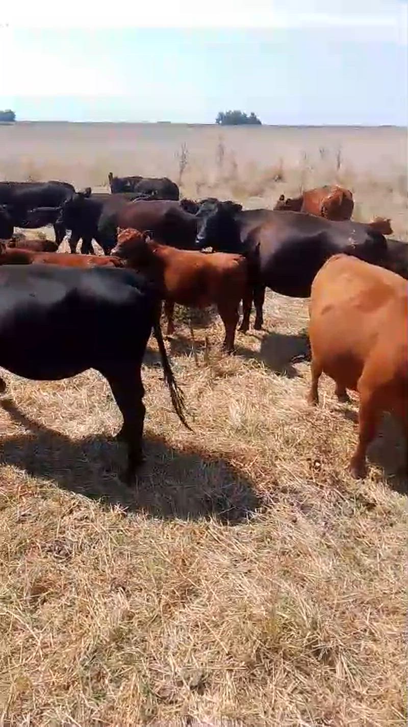 420 Terneros y Terneras